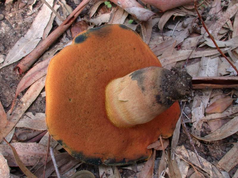 Escursione autunnale in Corsica